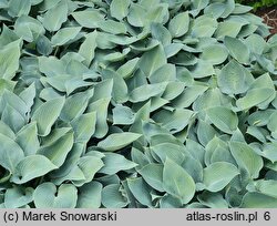 Hosta Halcyon