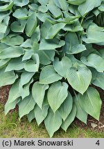 Hosta Halcyon