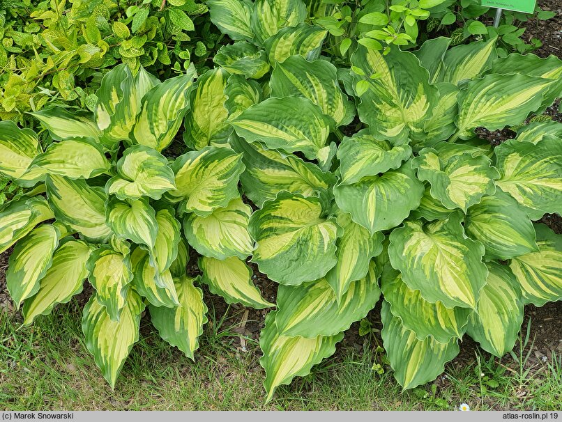 Hosta Lakeside Paisley Print