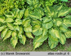 Hosta Lakeside Paisley Print