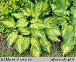 Hosta Lakeside Paisley Print