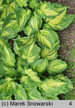 Hosta Lakeside Paisley Print