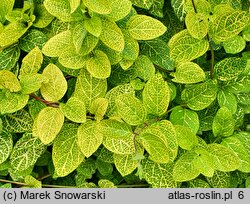 Lonicera japonica Aureoreticulata