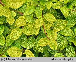 Lonicera japonica Aureoreticulata