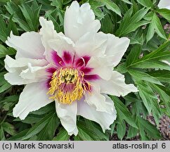 Paeonia