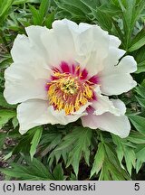 Paeonia