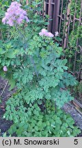 Thalictrum aquilegiifolium (rutewka orlikolistna)