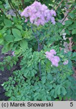 Thalictrum aquilegiifolium (rutewka orlikolistna)