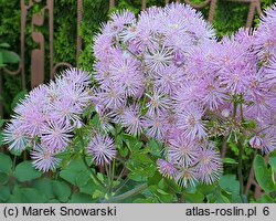 Thalictrum aquilegiifolium (rutewka orlikolistna)