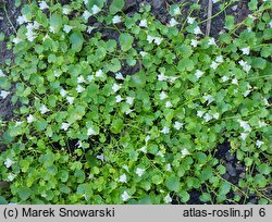 Cymbalaria pallida (cymbalaria blada)