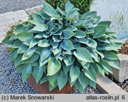 Hosta Blue Diamond