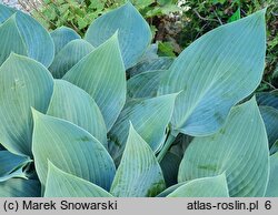 Hosta Blue Diamond