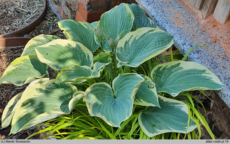 Hosta Knockout