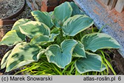 Hosta Knockout