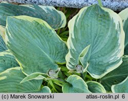 Hosta Knockout