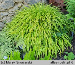 Hakonechloa macra All Gold