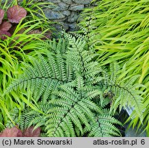 Athyrium otophorum (wietlica uszkowata)