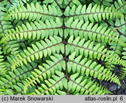 Athyrium otophorum (wietlica uszkowata)