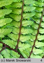 Athyrium otophorum (wietlica uszkowata)