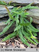 Blechnum penna-marina ssp. alpinum