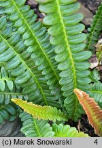 Blechnum penna-marina ssp. alpinum