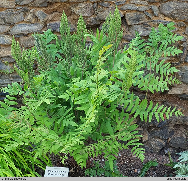 Osmunda regalis Purpurascens