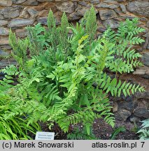 Osmunda regalis Purpurascens