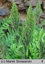 Osmunda regalis Purpurascens