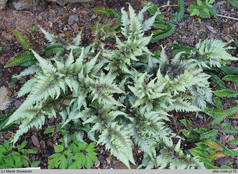 Athyrium niponicum Metallicum Red Beauty