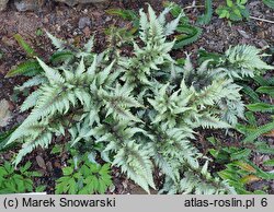 Athyrium niponicum Metallicum Red Beauty