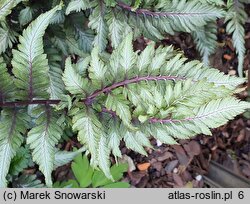 Athyrium niponicum Metallicum Red Beauty