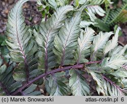 Athyrium niponicum Metallicum Red Beauty