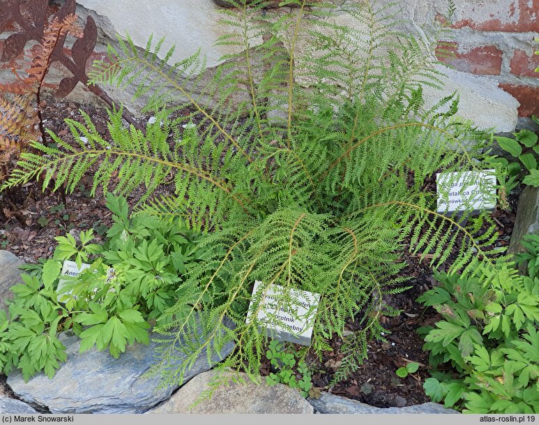 Polystichum setiferum Lineare