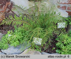 Polystichum setiferum Lineare