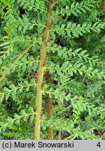 Polystichum setiferum Lineare