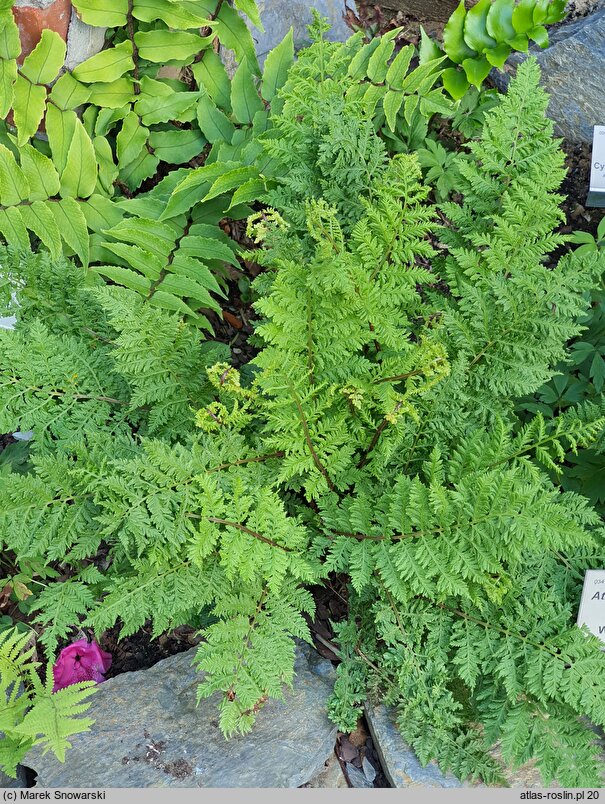 Athyrium filix-femina Vernoniae