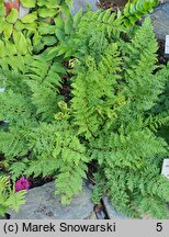 Athyrium filix-femina Vernoniae