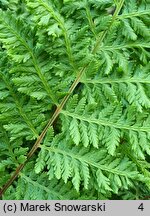 Athyrium filix-femina Vernoniae