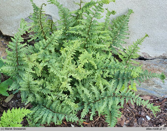 Athyrium iseanum (wietlica iseańska)