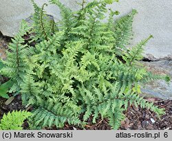 Athyrium iseanum (wietlica iseańska)