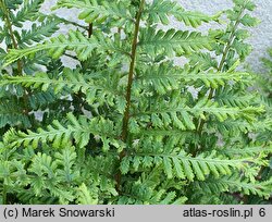 Athyrium iseanum (wietlica iseańska)