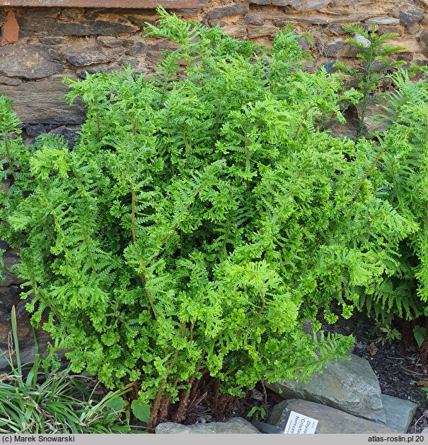 Dryopteris affinis agg. Cristata The King