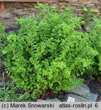 Dryopteris affinis agg. Cristata The King