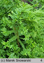 Dryopteris affinis agg. Cristata The King