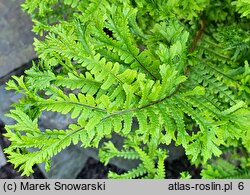 Dryopteris affinis agg. Cristata The King