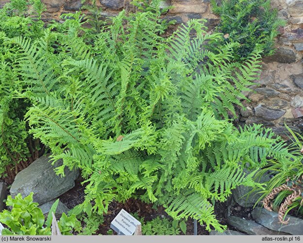 Dryopteris affinis agg. Furcans