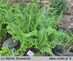 Dryopteris affinis agg. Furcans