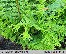 Dryopteris affinis agg. Furcans