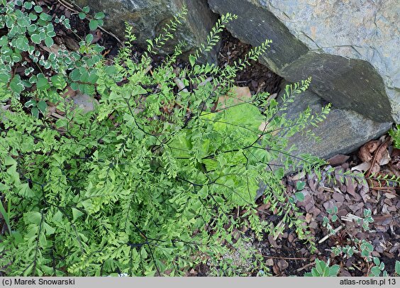 Adiantum pedatum Laciniatum