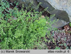 Adiantum pedatum Laciniatum